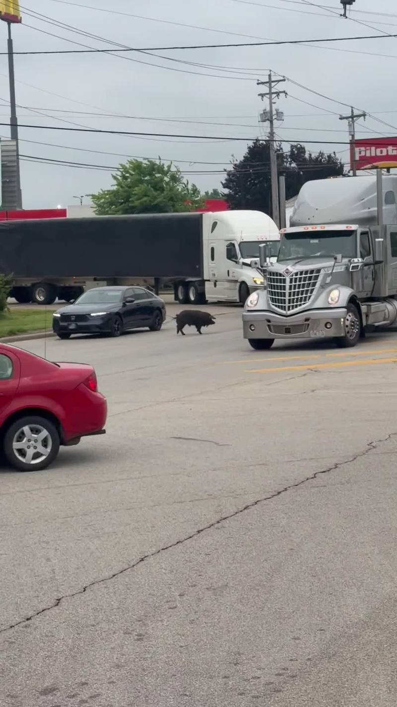 Video thumbnail for Loose Hog Dodging Traffic on Busy Highway
