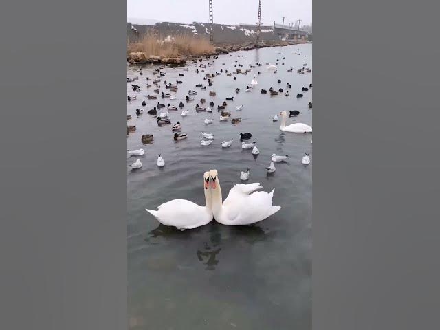 Video thumbnail for #shortvideo