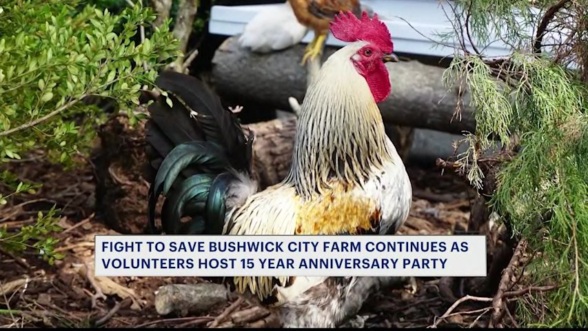 Video thumbnail for Bushwick City Farm volunteers mark 15 years as elected officials push for deal to reopen locked site