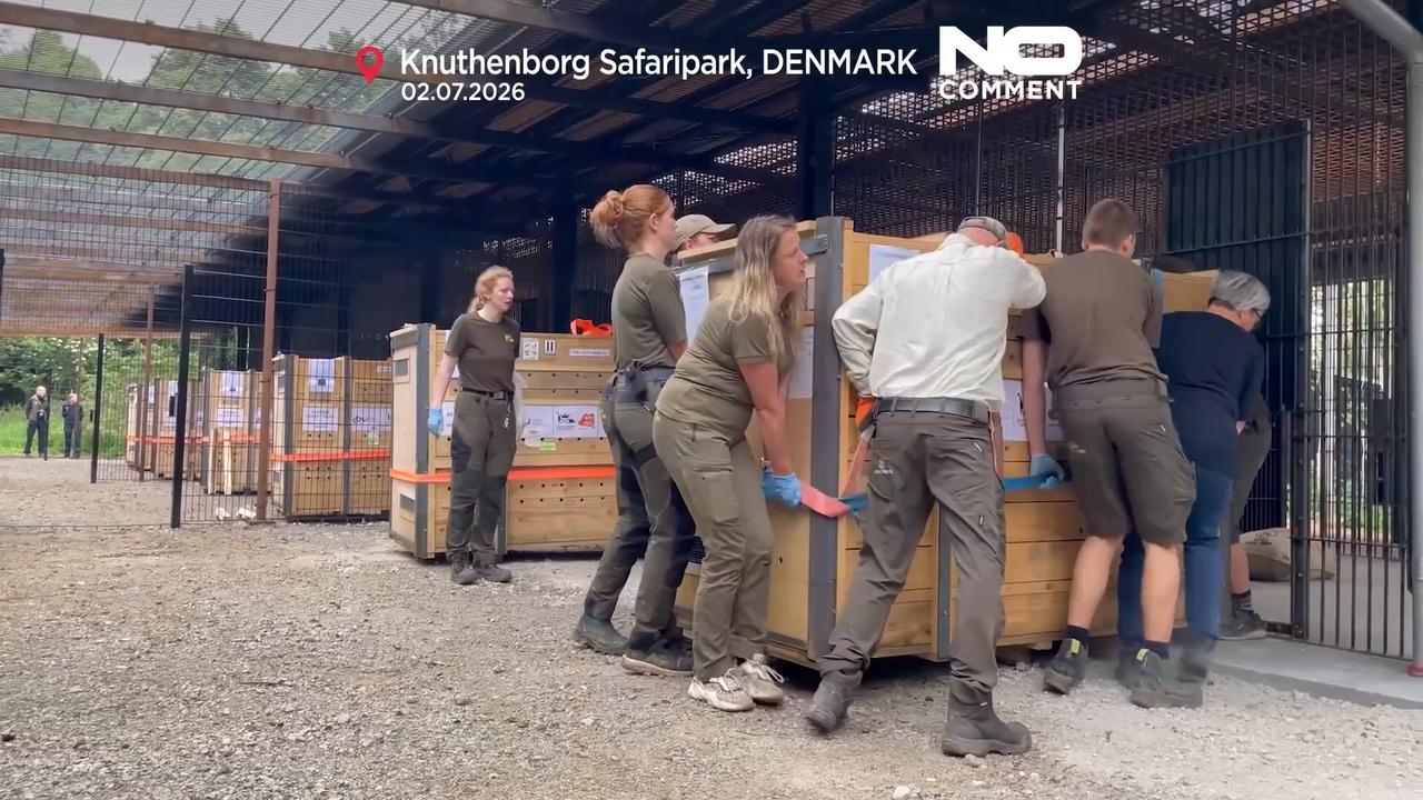Video thumbnail for Rescued bile bears released in Denmark forest
