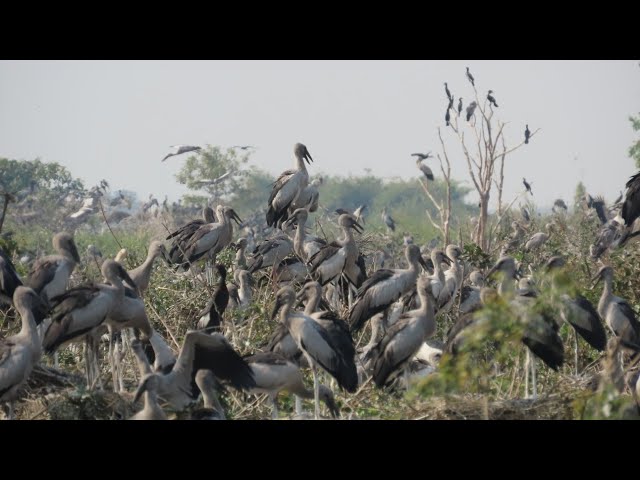 Video thumbnail for WOW REAL BABY ALONE #nature #wildlife #animals #amazon
