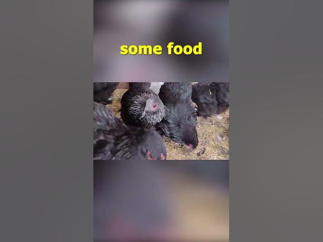 Video thumbnail for Bantam Cochins Sept 22, 2022 #Shorts