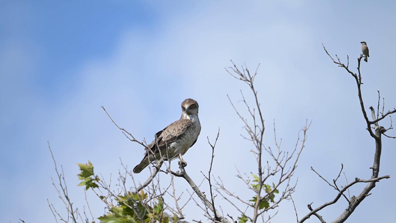 Video thumbnail for Türkiye: Small but fearless: Shrike defends nest against towering snake eagle.