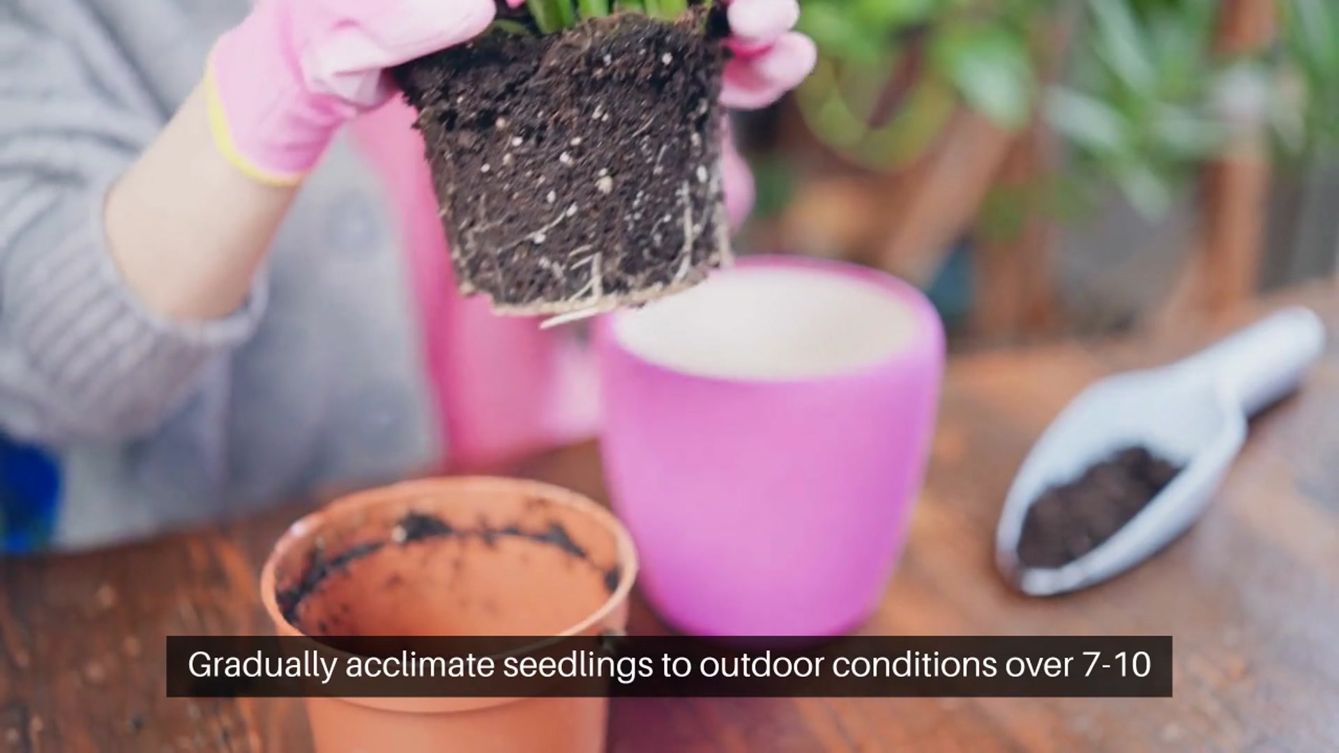 Video thumbnail for Transplanting Tips for Stronger Seedlings