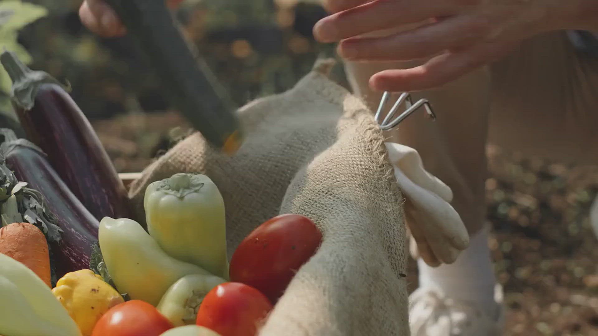 'Video thumbnail for How to Care for Your Cucumber Plants in the Garden'