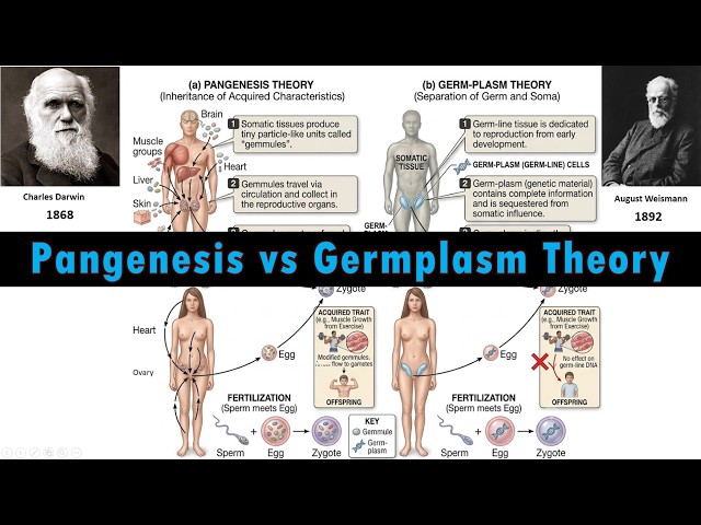 Video thumbnail for Theory of Pangenesis, Germplasm Theory and Weismann's Mouse Tail Experiment