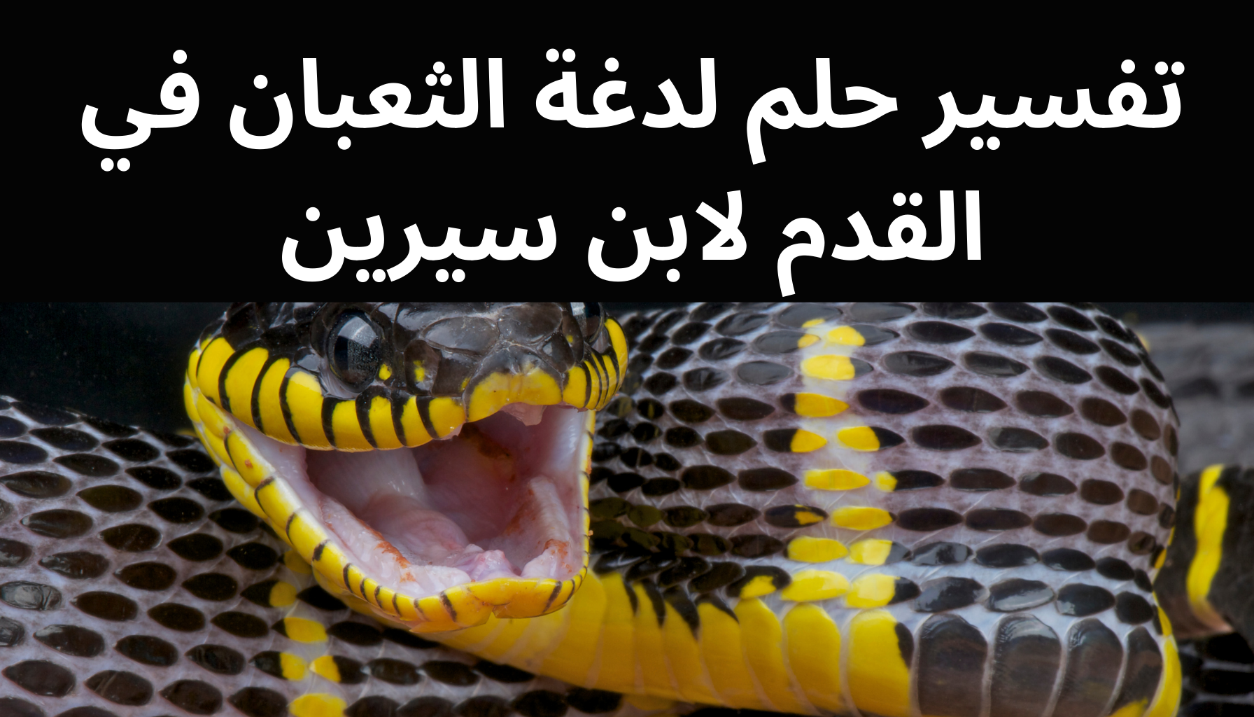 'Video thumbnail for تفسير حلم لدغة الثعبان في القدم لابن سيرين'