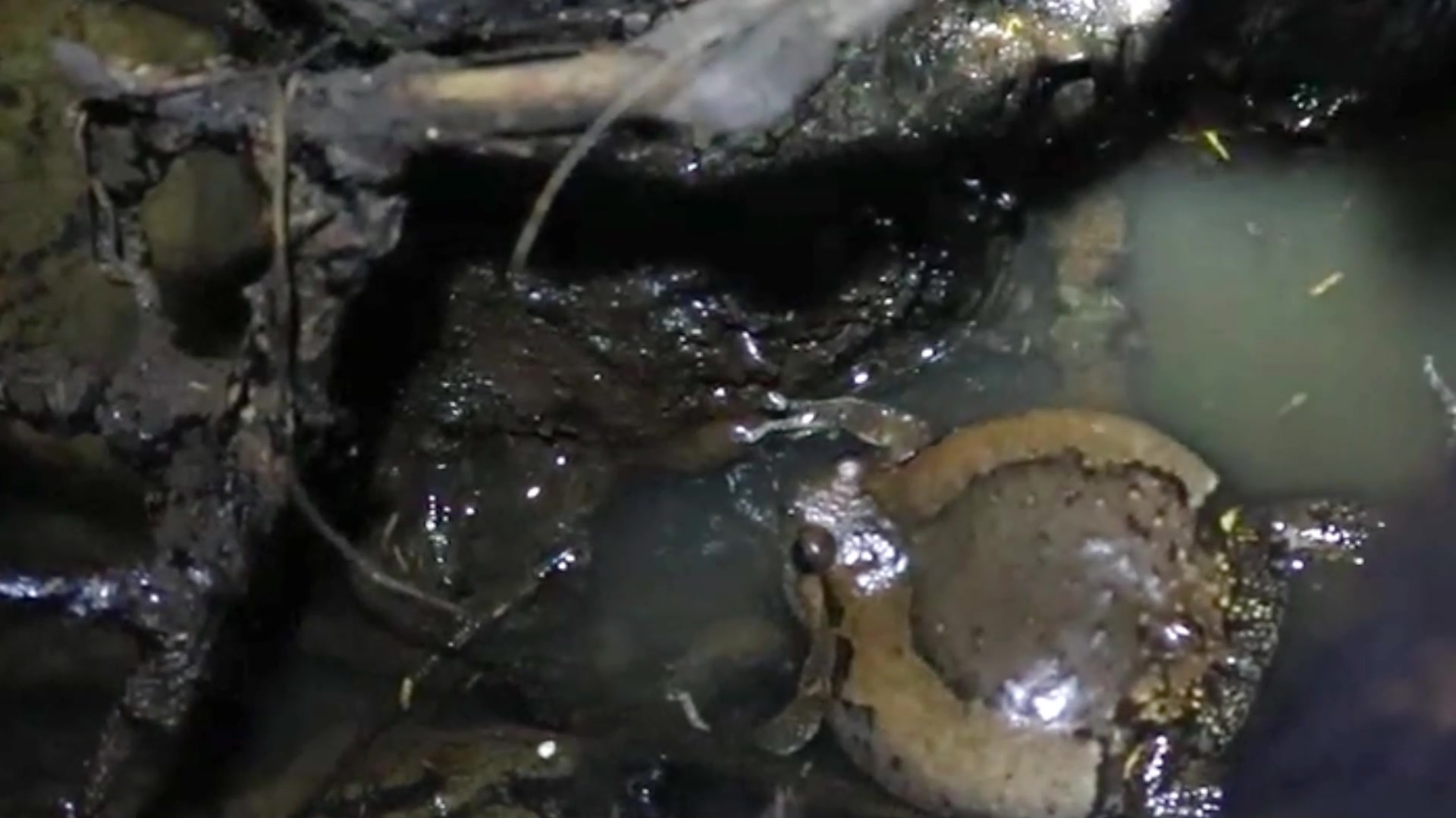 Video thumbnail for Big frog call to cry  other frog after rian