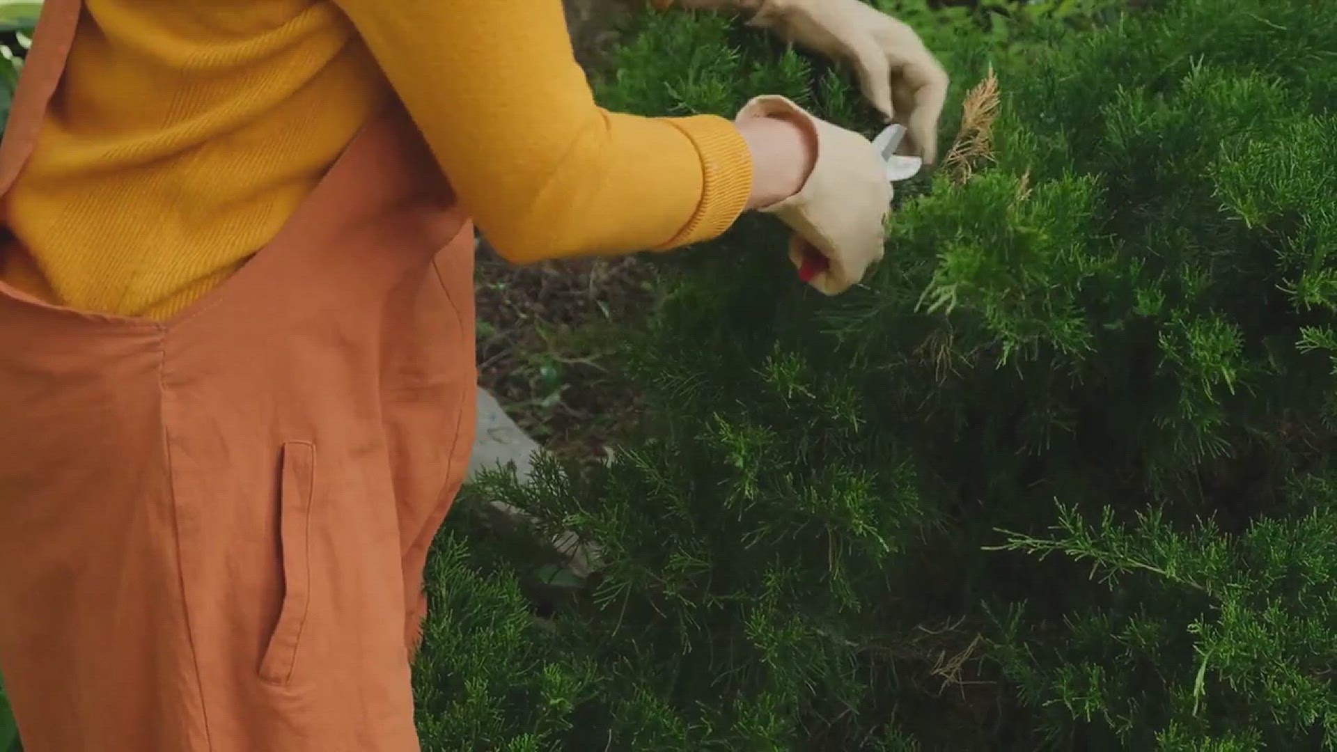 'Video thumbnail for How to Get Rid of Scale Insects from Your Garden Plants'