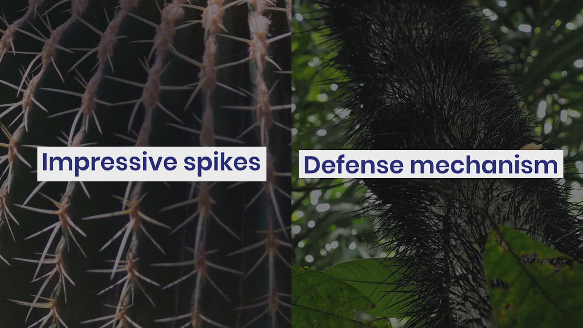 'Video thumbnail for 10 Trees With Spikes'