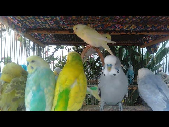 Video thumbnail for 🌿 9 Minutos Sons Zen de Pássaros e Água – Meditação Natural e Equilíbrio Interior 💚