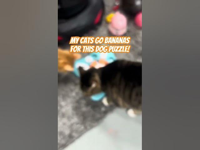 Video thumbnail for My cats go nuts for this dog treat puzzle! #cat