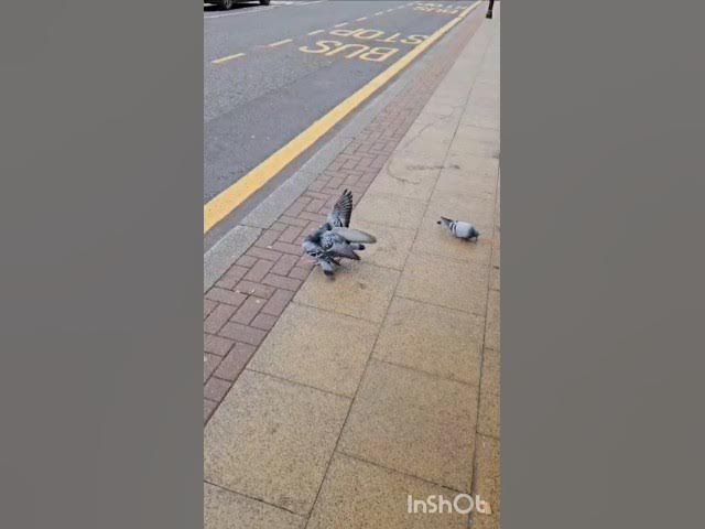 Video thumbnail for Alla pinne deshyam varule 😂 #pigeon #pigeonlover