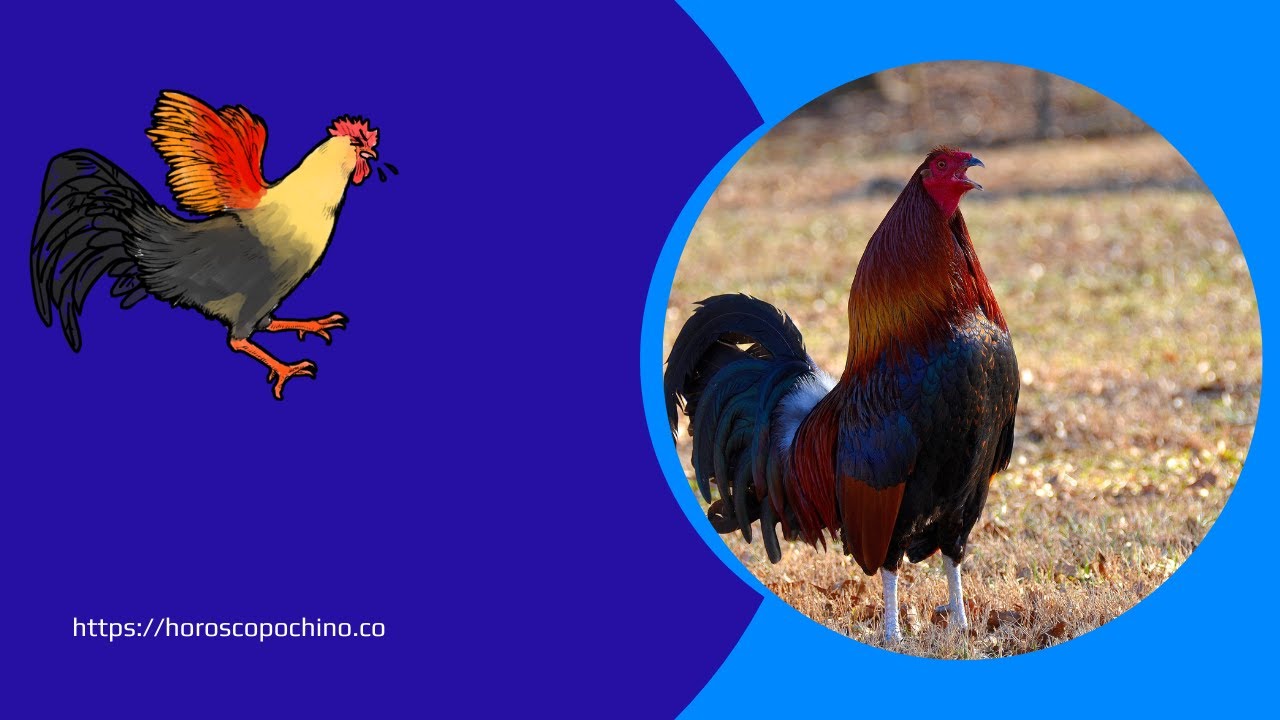 'Video thumbnail for Earth rooster chinese zodiac: video blog'