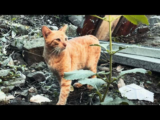 Video thumbnail for 25 de diciembre de 2023