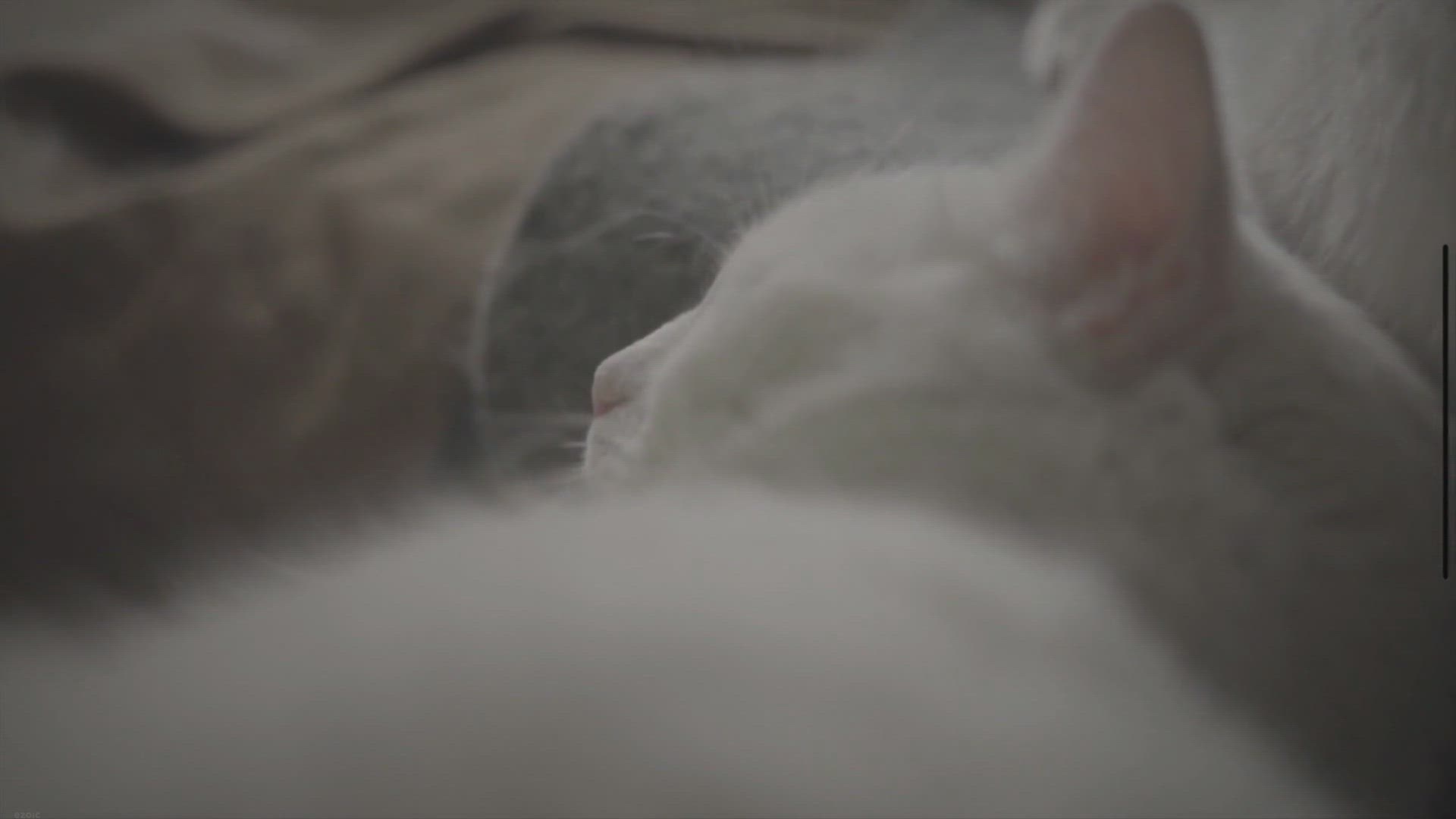 'Video thumbnail for Do Cats Know We Love Them?'