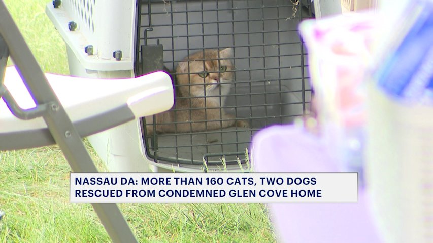 Video thumbnail for Over 160 cats and two dogs rescued from condemned house in Glen Cove