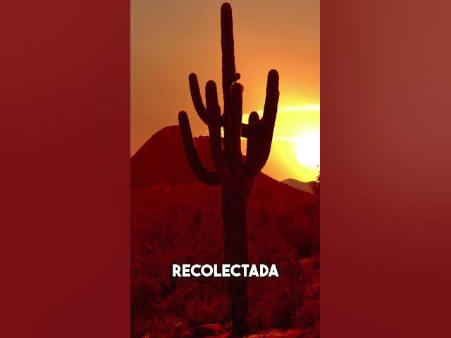 Video thumbnail for El Humilde Cactus y Su Increíble Capacidad de Almacenamiento de Agua #plantas #cactus #americalatina