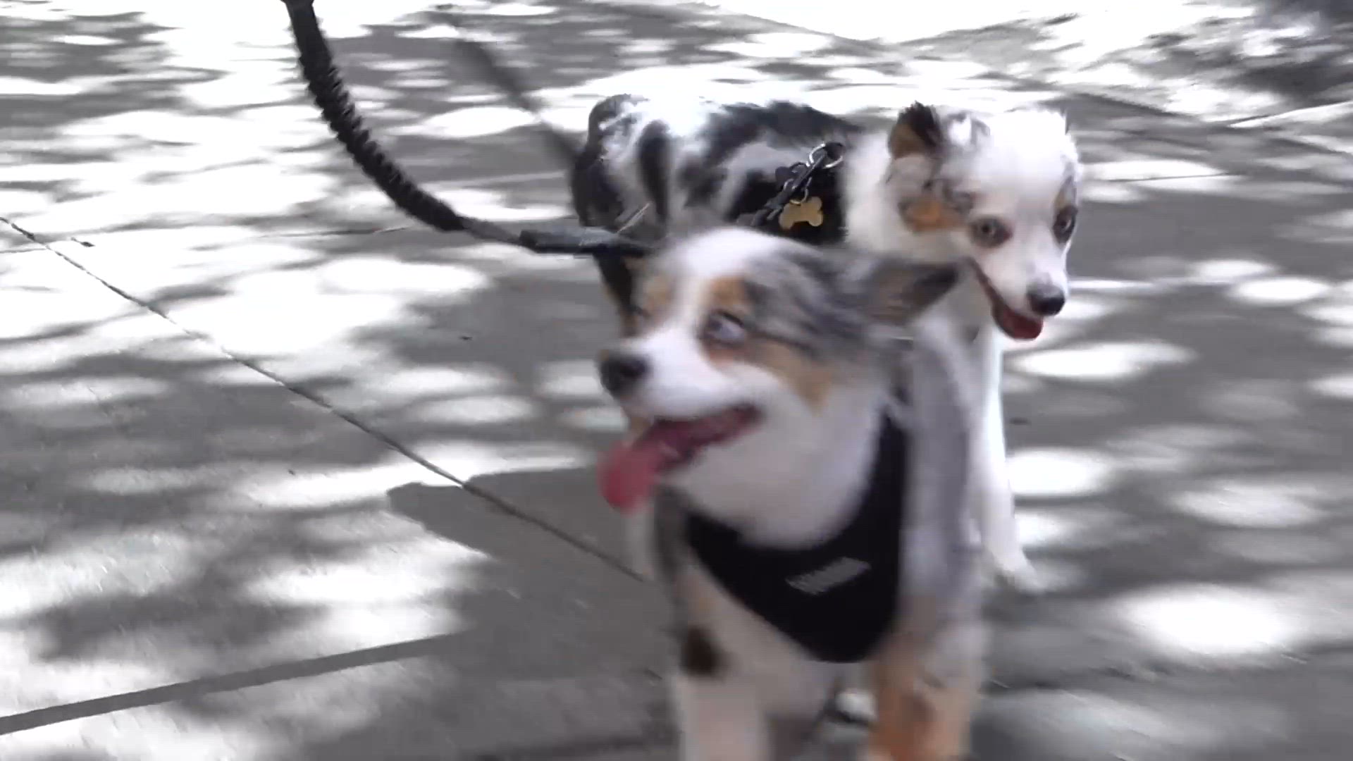 Video thumbnail for Video: Amber Ardolino Cuddles Up with Her Broadway Pets, Piper & Ziggy