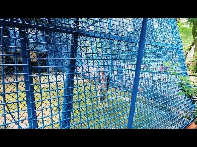 Video thumbnail for জাতীয় চিড়িয়াখানায় হাড়গিলা পাখি দেখলাম