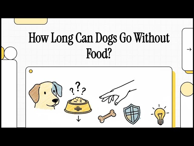 Video thumbnail for How Long Can Dogs Go Without Food?
