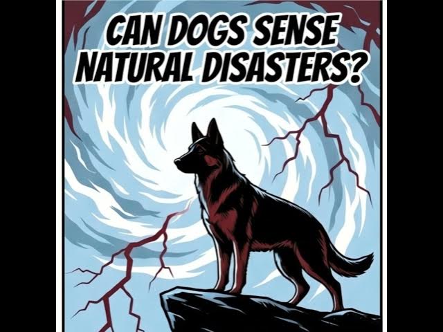 Video thumbnail for How Dogs Sense Natural Disasters Before Humans