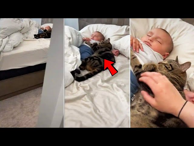 Video thumbnail for Cat Won’t Let Baby Sleep Alone – When Parents Discover Why They Call The Police