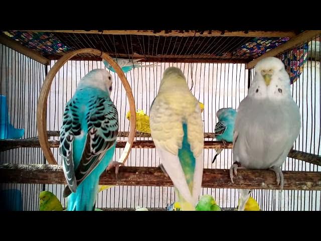 Video thumbnail for Wenn ein Wellensittich versucht zu fliehen… und dabei klug scheitert! 🤭🚪