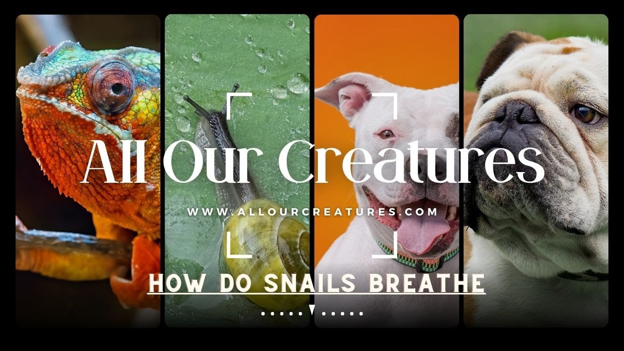 Video thumbnail for How Do Snails Breathe? Land And Aquatic Snails