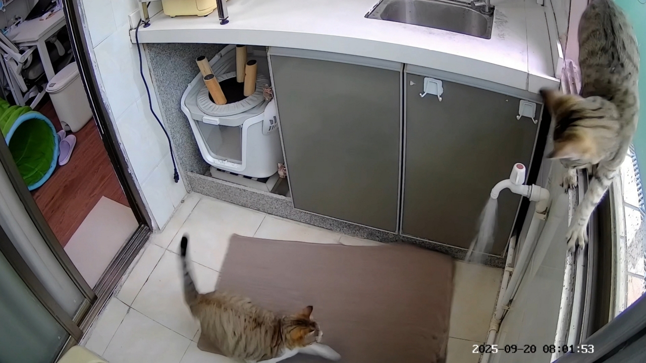 Video thumbnail for Kitten Turns on Faucet While Playing in Kitchen