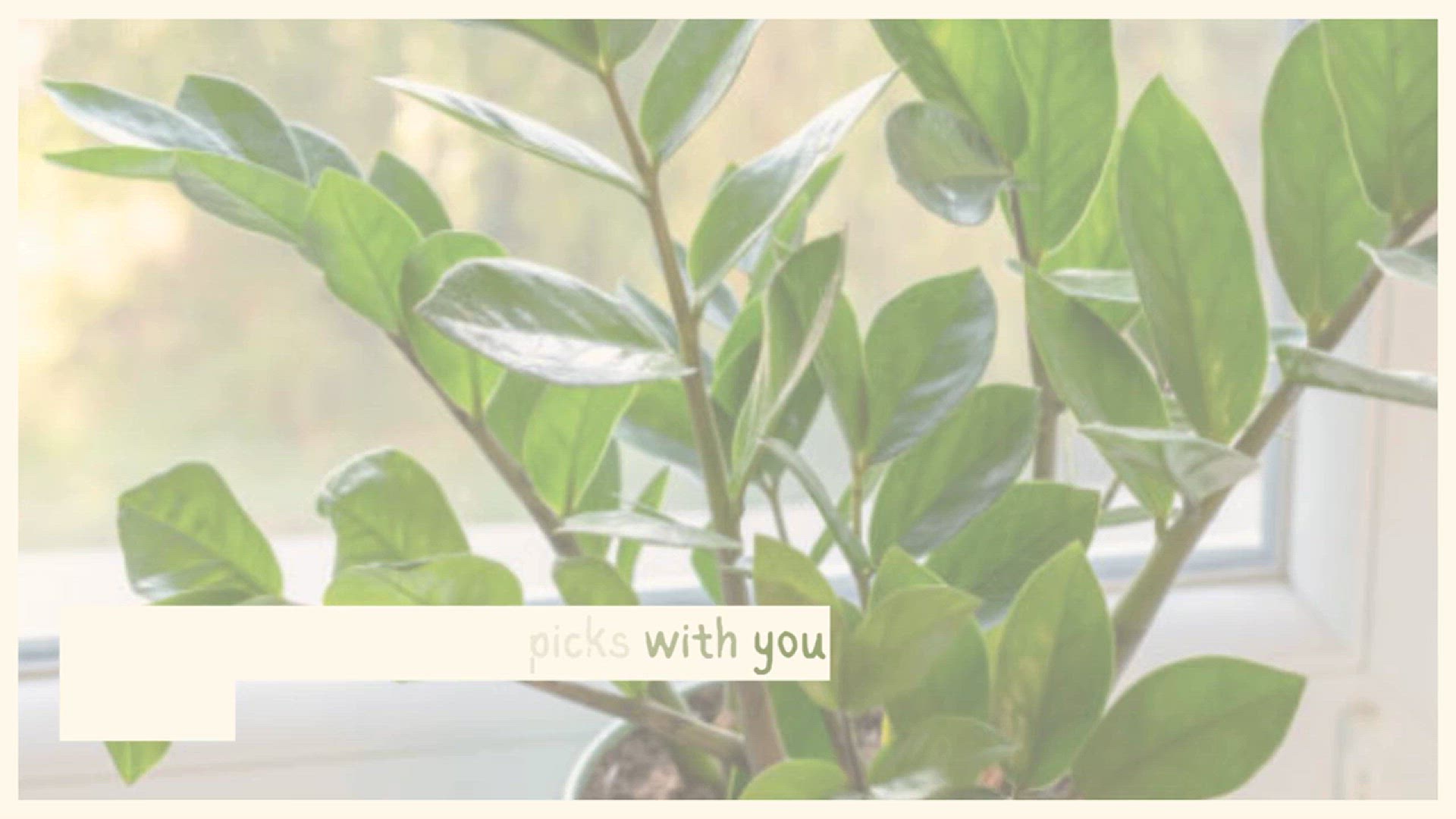 Video thumbnail for Looking for the perfect house plants to brighten your home