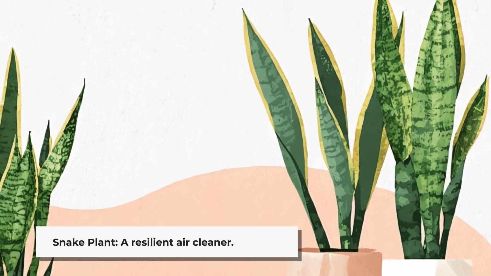 Video thumbnail for 10 Best Air-Purifying Indoor Plants for Your Home