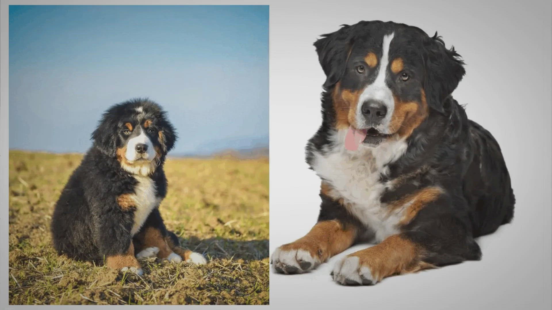 Video thumbnail for Bernese Mountain Dog Temperature Guide For Hot & Cold Climates