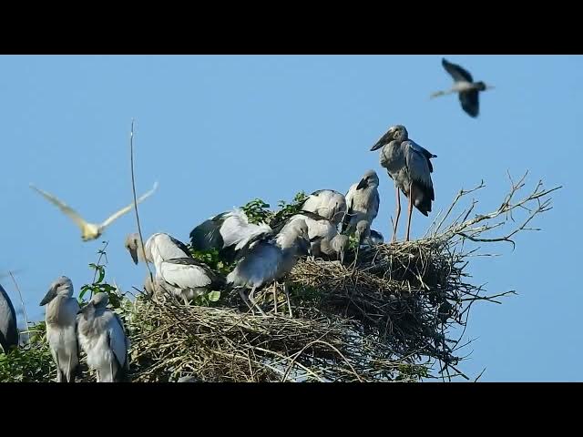 Video thumbnail for lifestyle crane family  #birds #nest#nest #animals