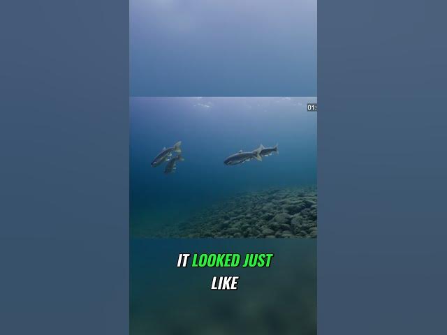 'Video thumbnail for Unveiling Lake Trout Secrets with Underwater Drones | Outdoor Journal Radio #fishing #laketrout'