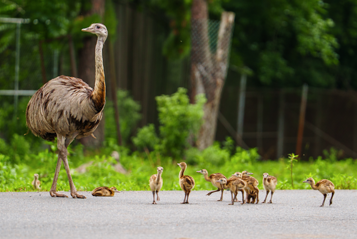 Video thumbnail for Six Flags Wild Safari welcomes more than 30 baby rheas