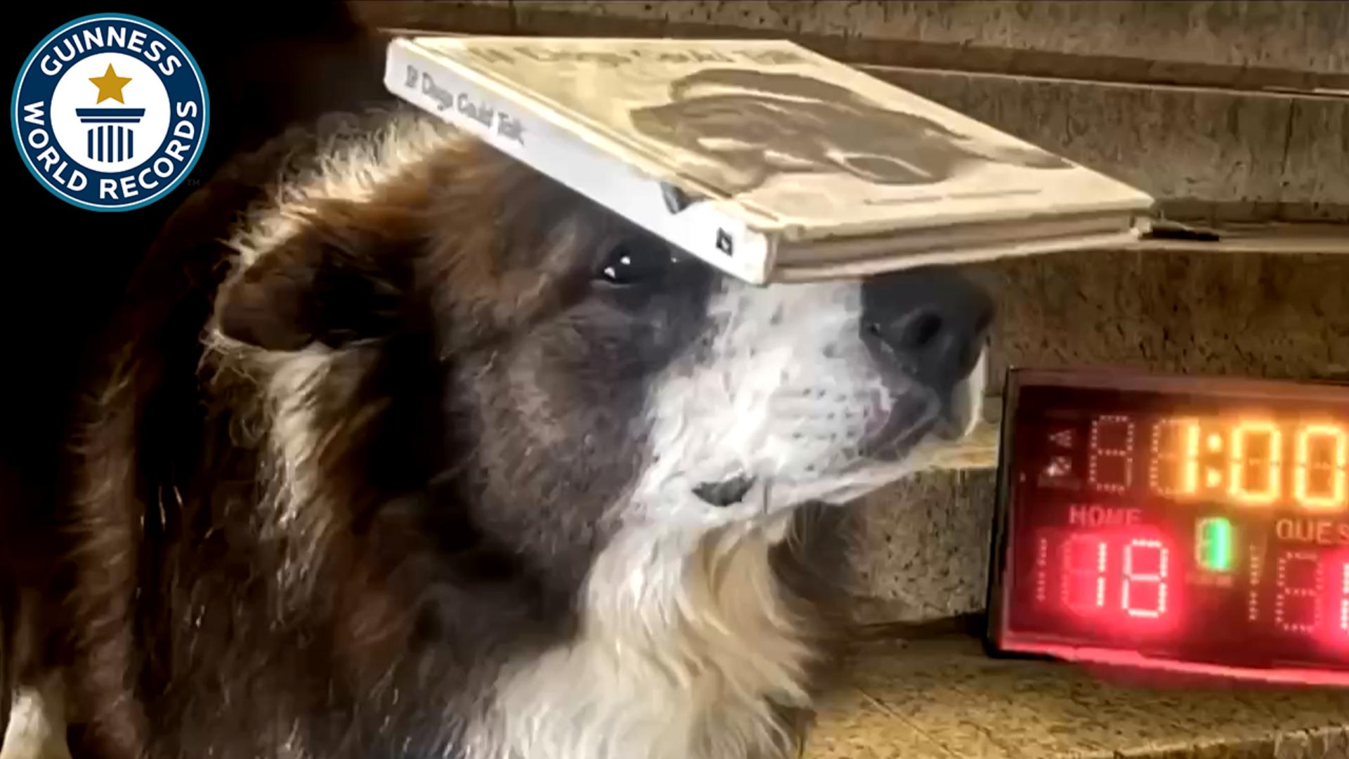 Video thumbnail for Most steps walked up backwards by a dog balancing a book on the head in one minute - 23 by Leonard Lee