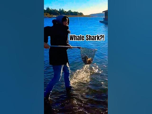 Video thumbnail for I Caught a Fish! 🦈