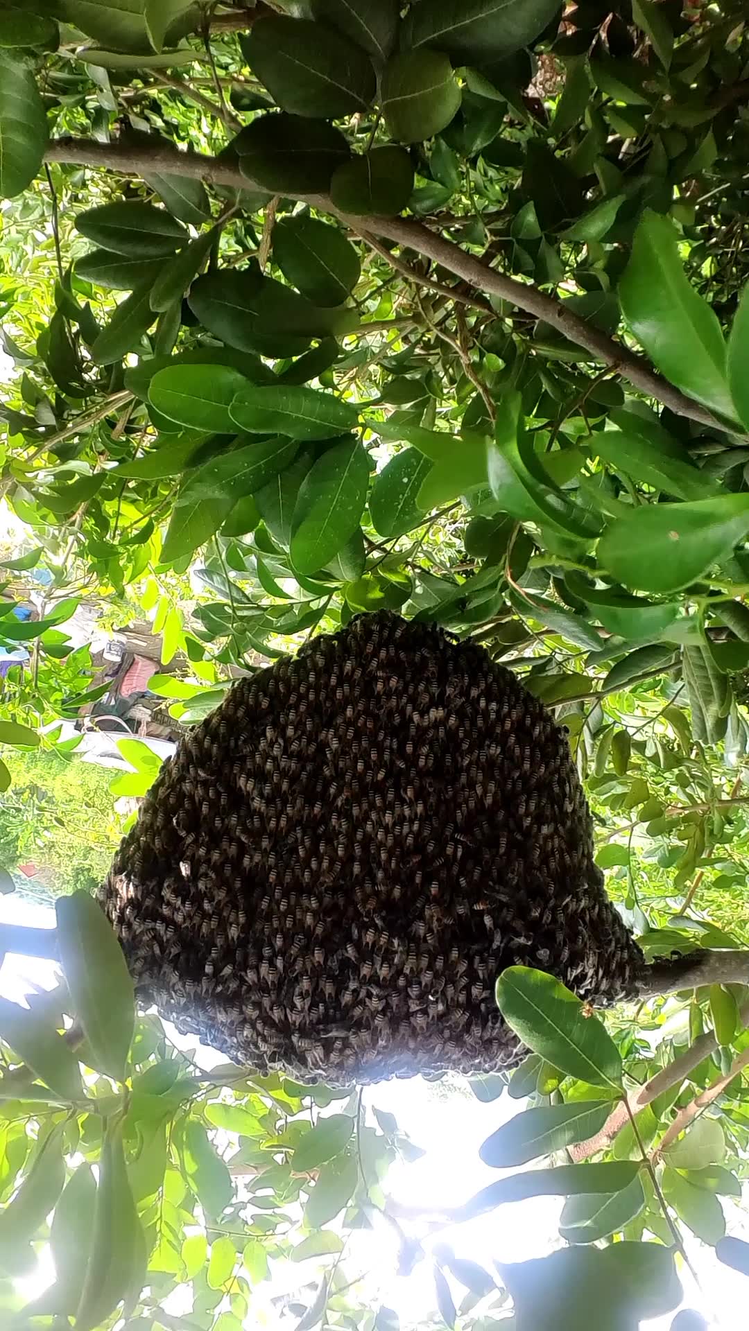 Video thumbnail for Big nest of Bee in forest