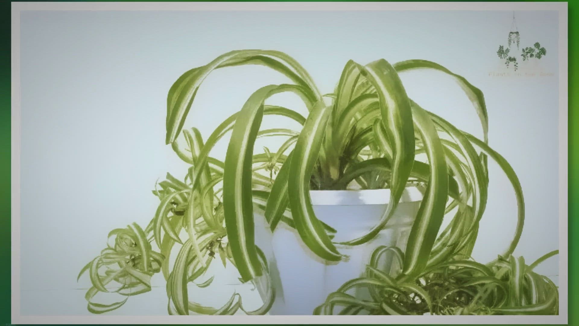 'Video thumbnail for The Surprising Wellness Advantages of Spider Plants'