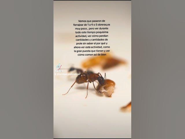 Video thumbnail for ES HORA DE COMER😋🐜#camponotus #ligniperdus #viral #shorts