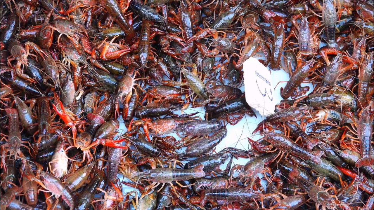 Video thumbnail for China: Crayfish.