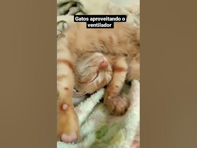 Video thumbnail for Calorão após almoço e os gatos se refrescando. #cats #gatos #shorts #sono #catlover