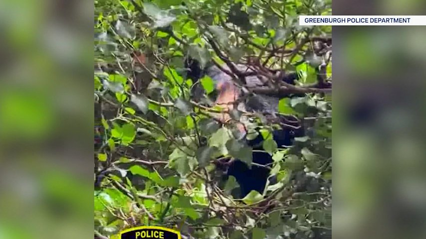 Video thumbnail for Baby bear sighting near Edgemont schools prompts lockout