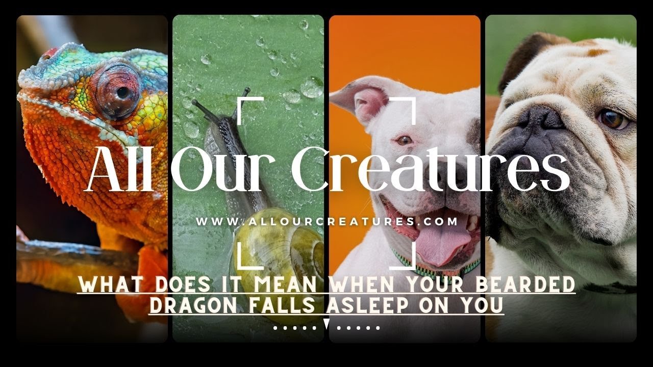 Video thumbnail for What Does It Mean When Your Bearded Dragon Falls Asleep On You?