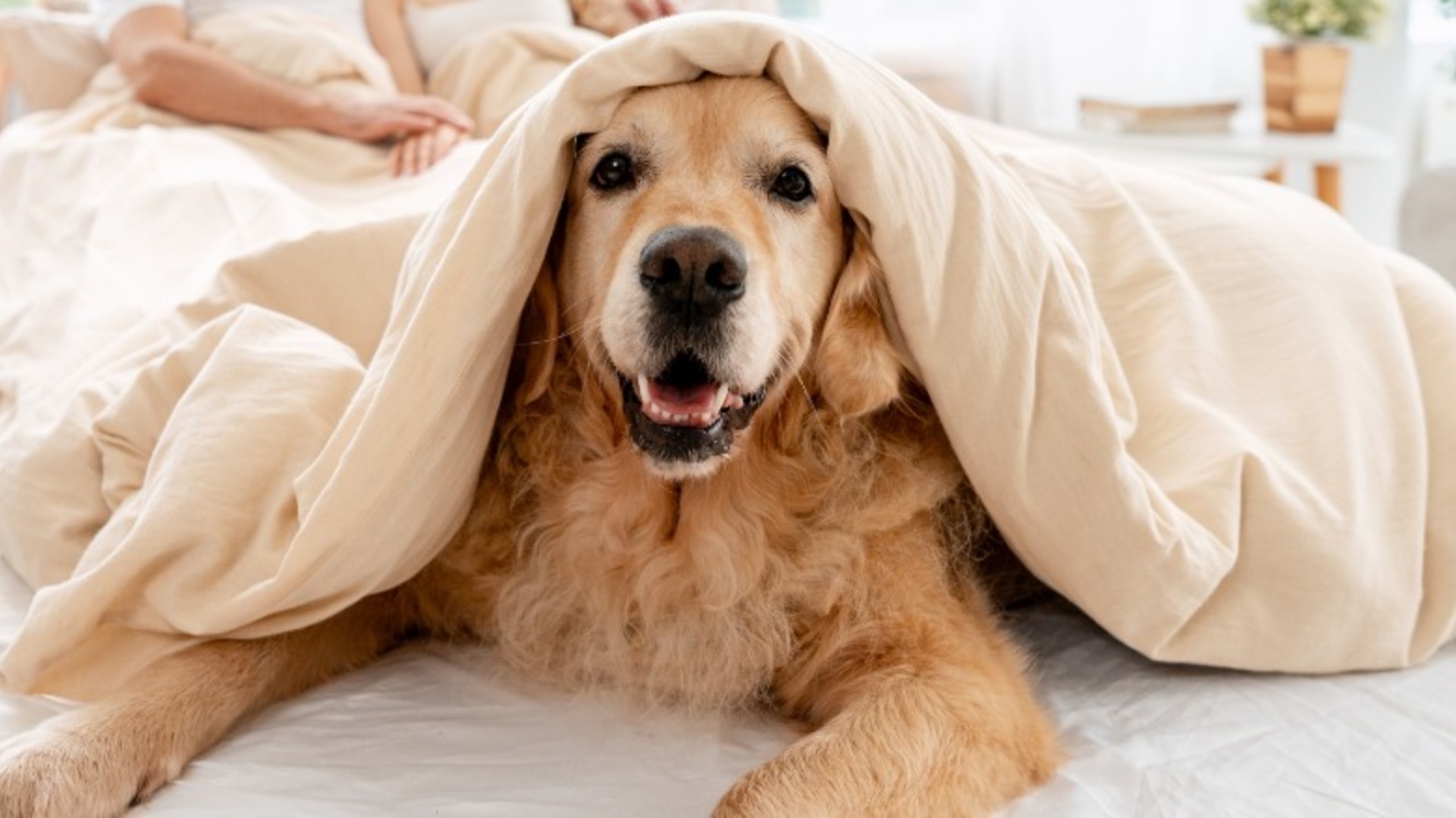 Video thumbnail for The Surprising Effects Of Sleeping With Your Dog