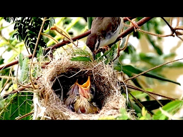Video thumbnail for Baby's cuckoo sparrow hungry eat food on nest now