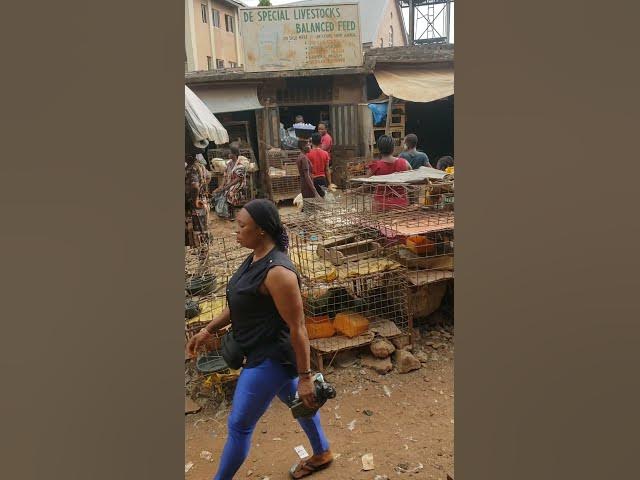 Video thumbnail for Still anambra state chicken