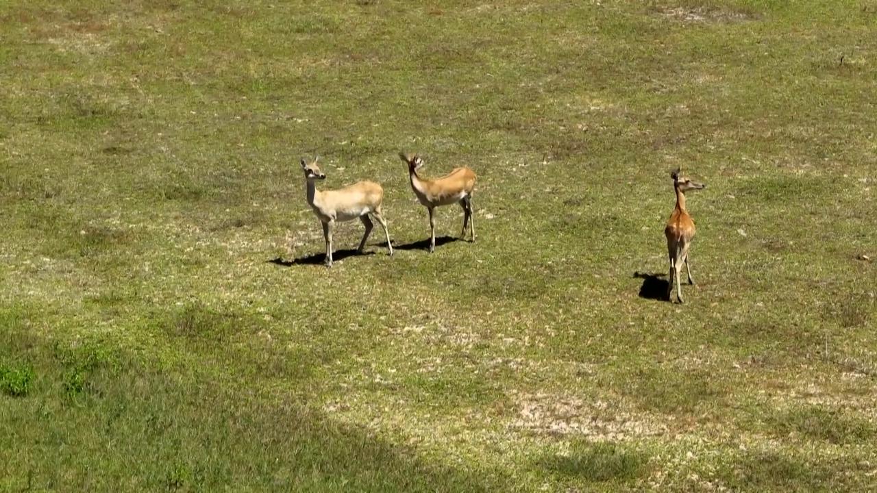 Video thumbnail for China: Rare deer species thrive in south China's Hainan thanks to ex-situ conservation efforts.