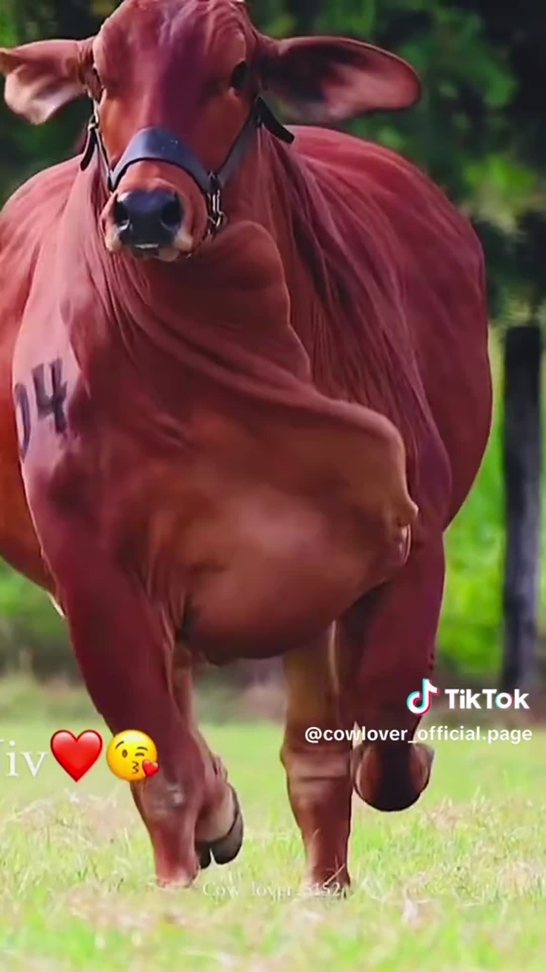 Video thumbnail for Animal info
